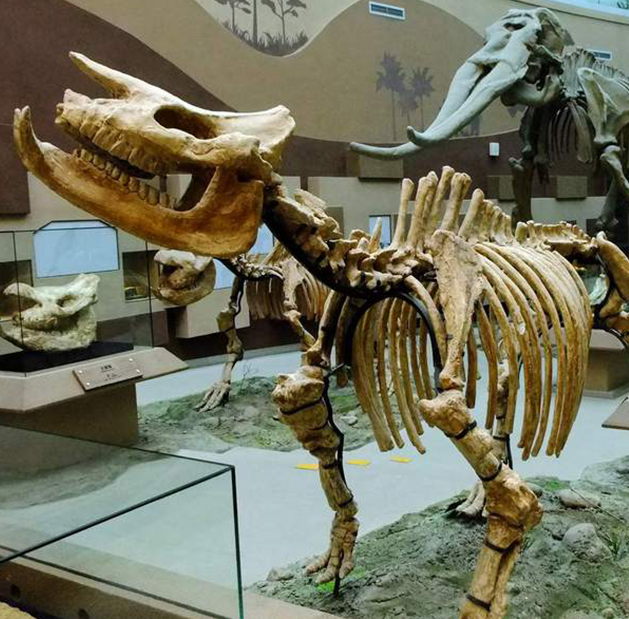 岳的大肥坹毛茸茸